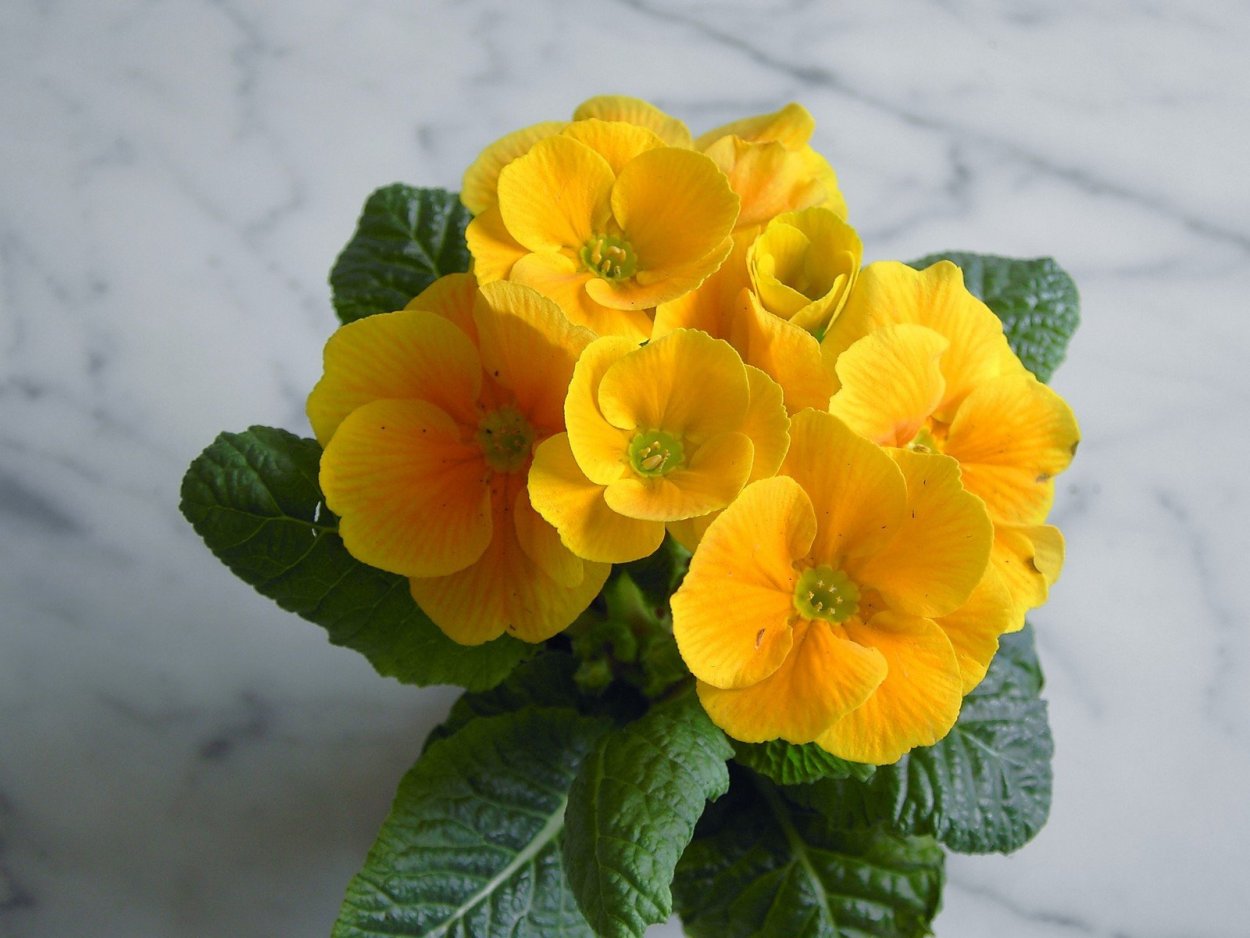 Желтая узамбарская фиалка