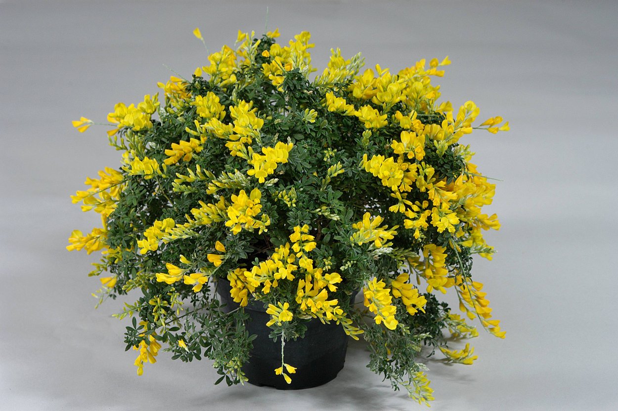 Гениста шпахиана