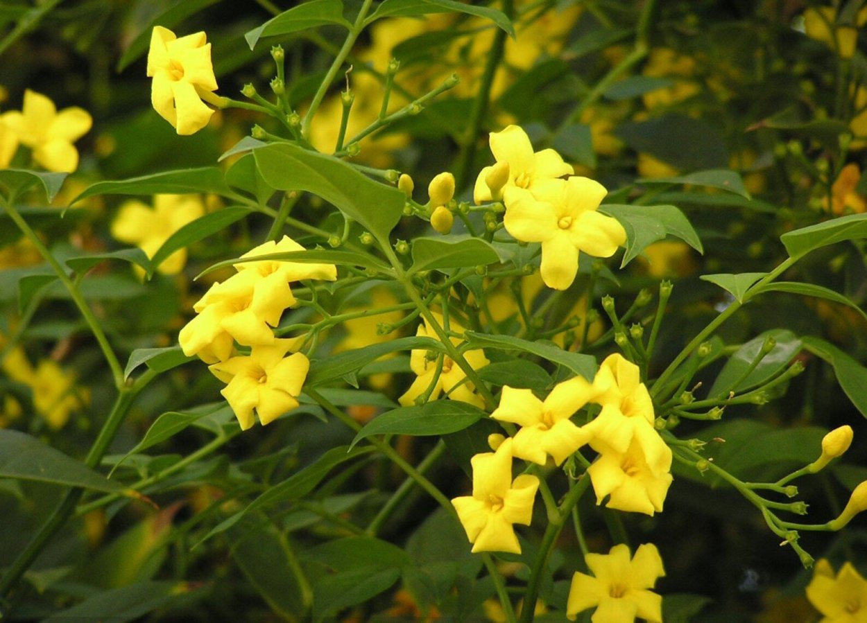 Jasminum fruticans