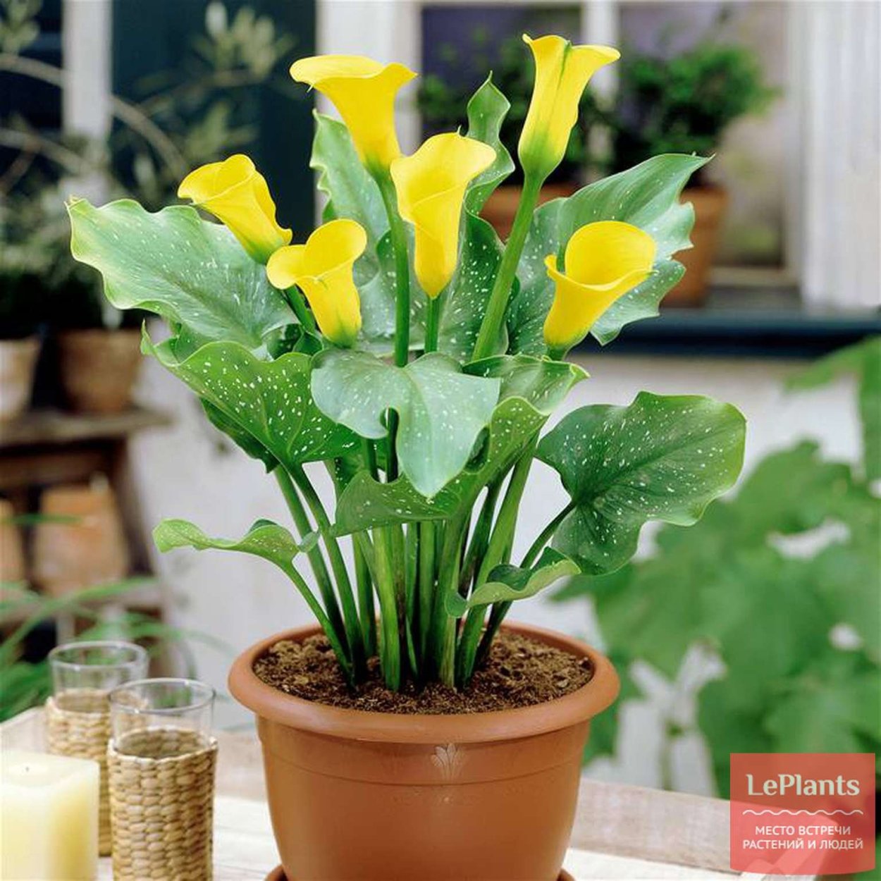 Комнатная Калла Зантедеския