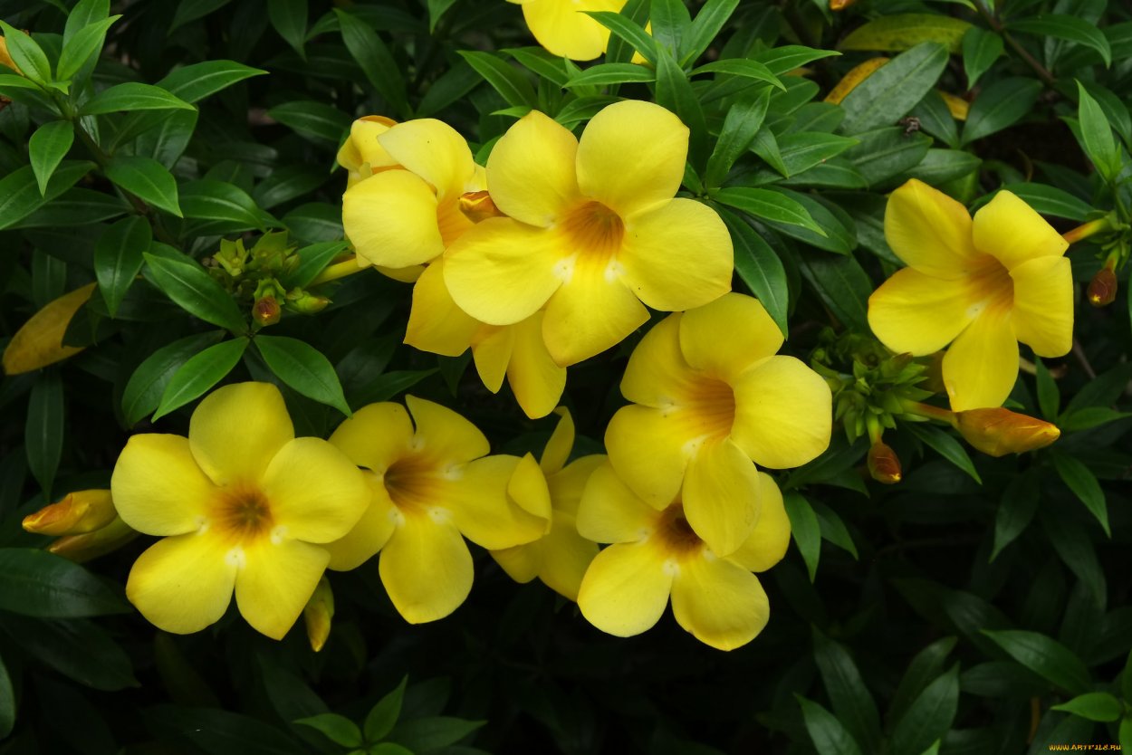 Allamanda neriifolia (Алламанда)