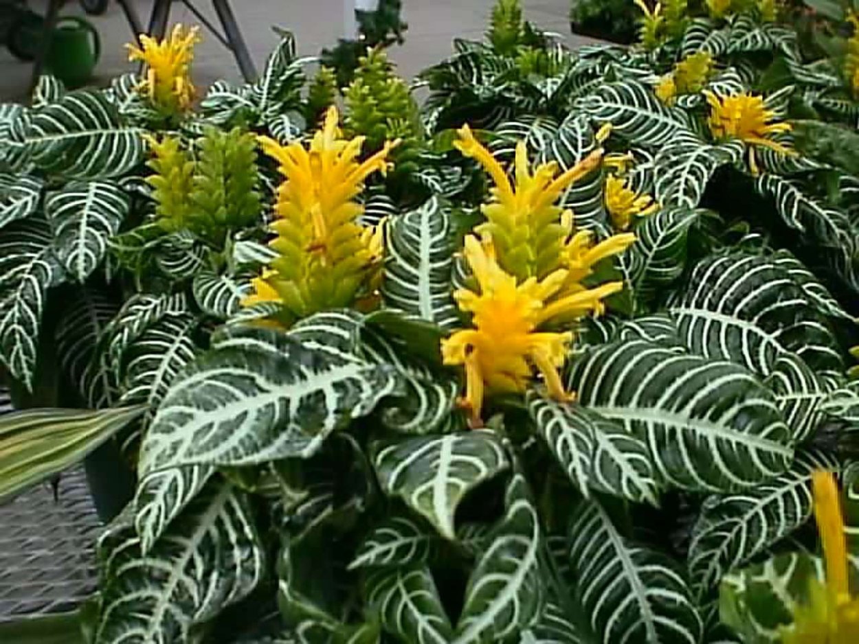 Афеляндра растопыренная