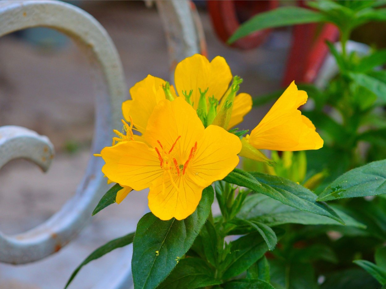 Вальд цветок желтый