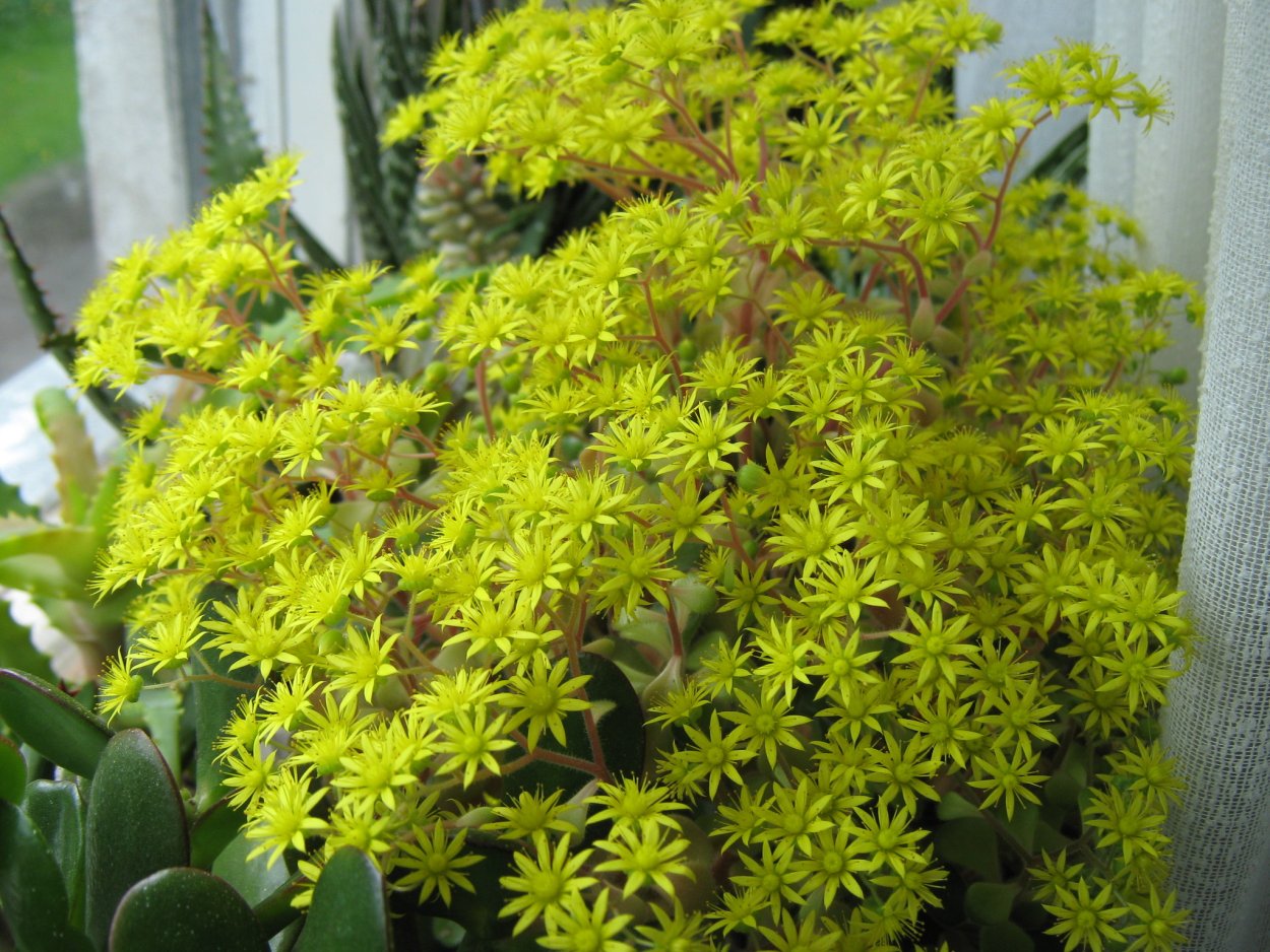 Аихризон комнатное растение