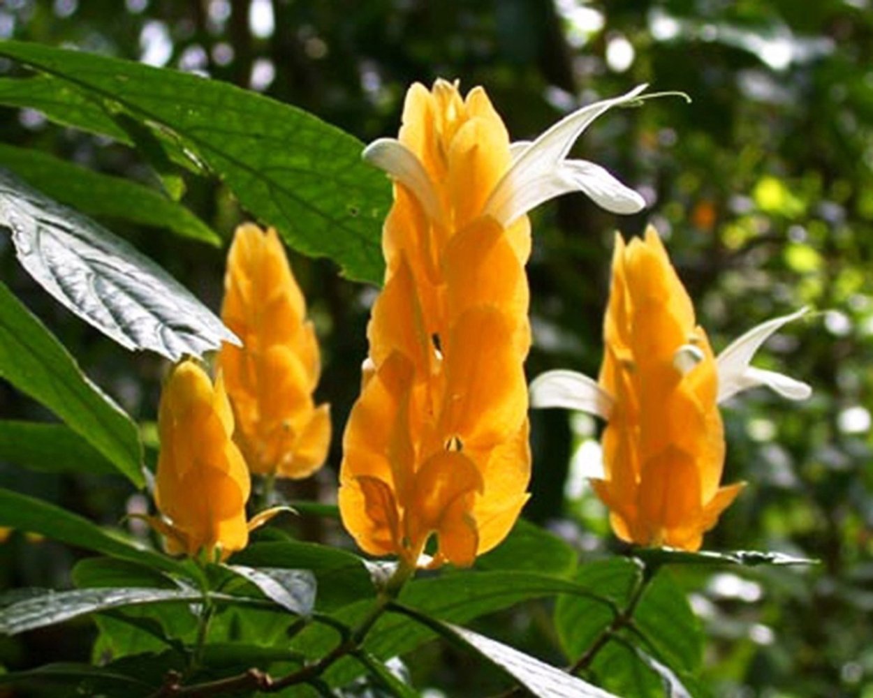 Цветок дерево Пахистахис