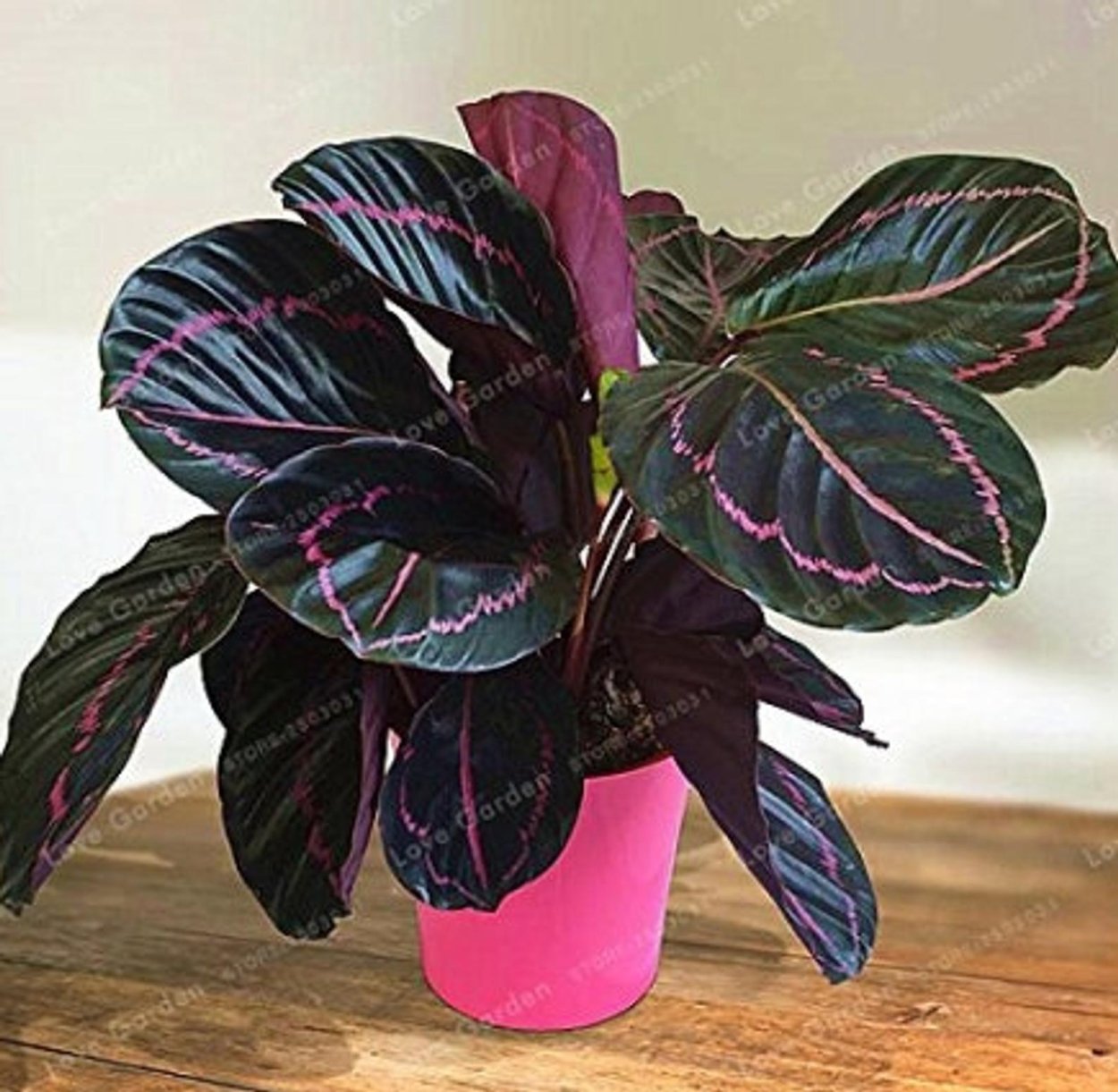 Калатея ктенанта Амабилис