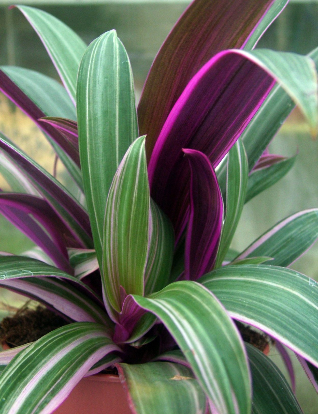 Традесканция spathacea