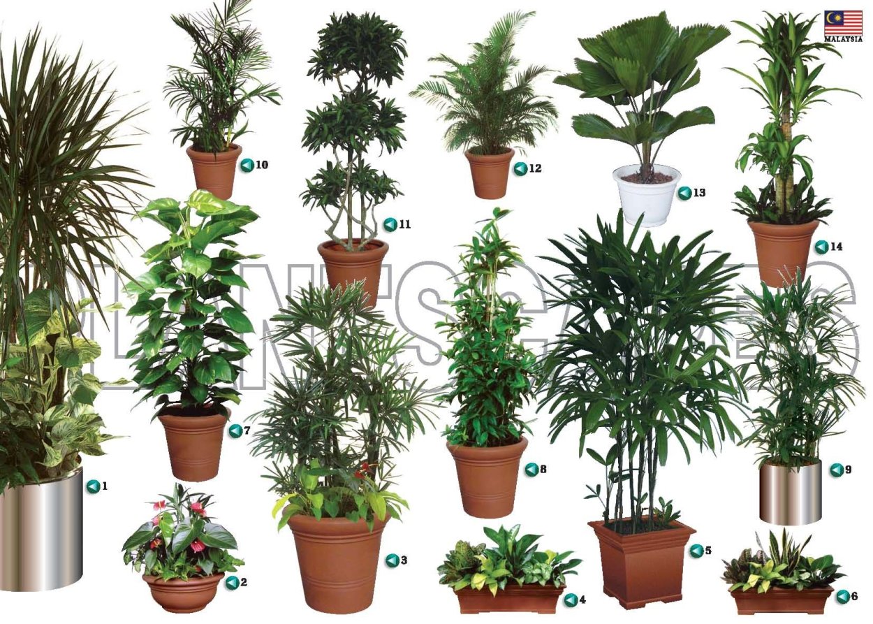 Лиственные тенелюбивые комнатные растения