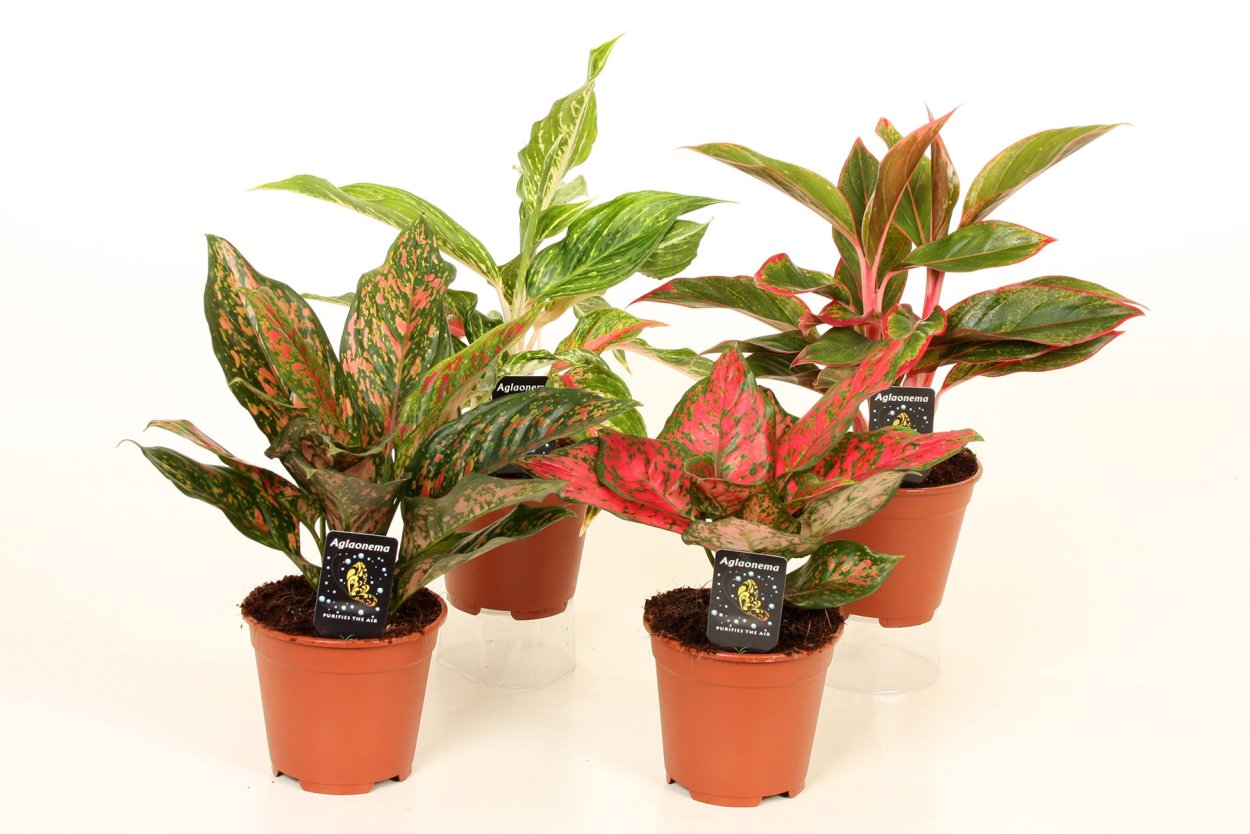 Аглаонема Люкс микс