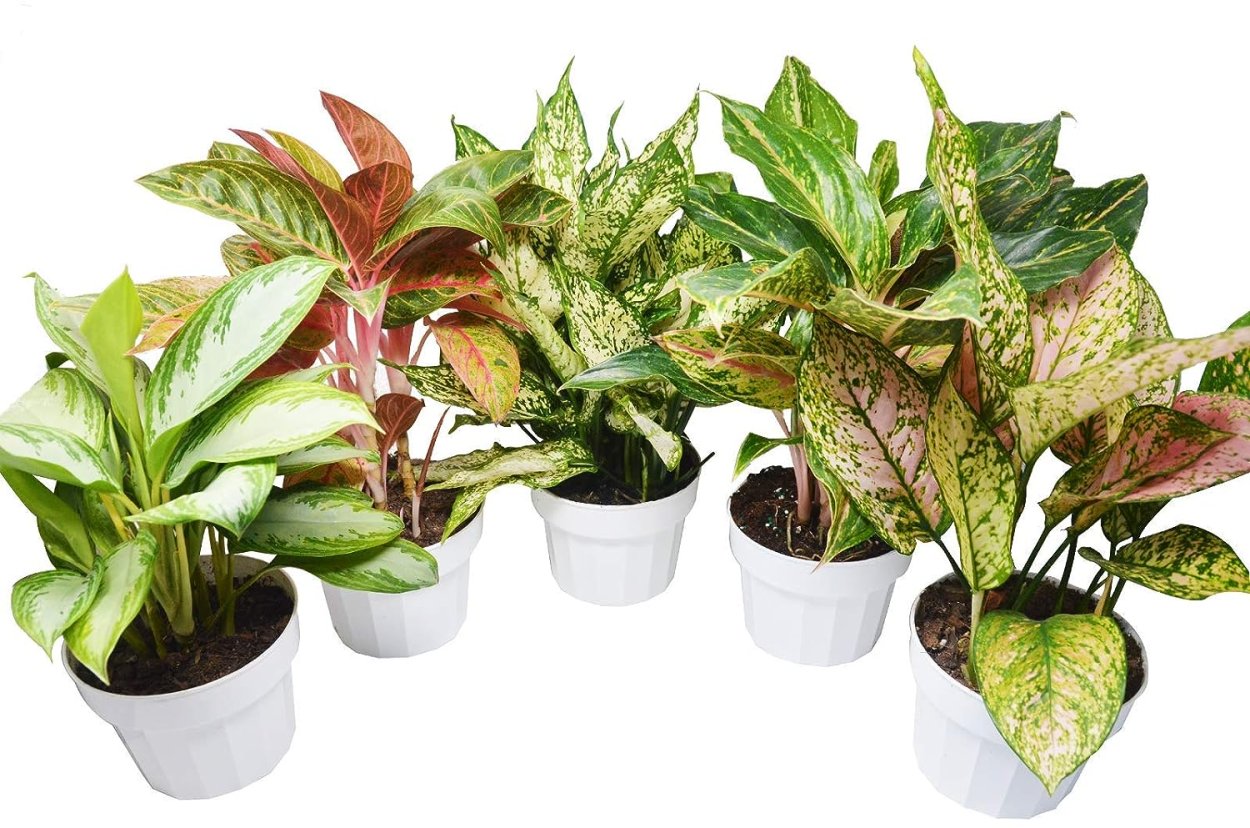 Аглаонема микс