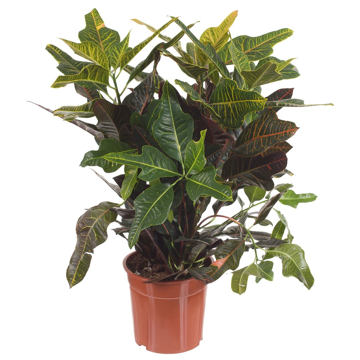 Кодиеум Варигатум Эксцеллент