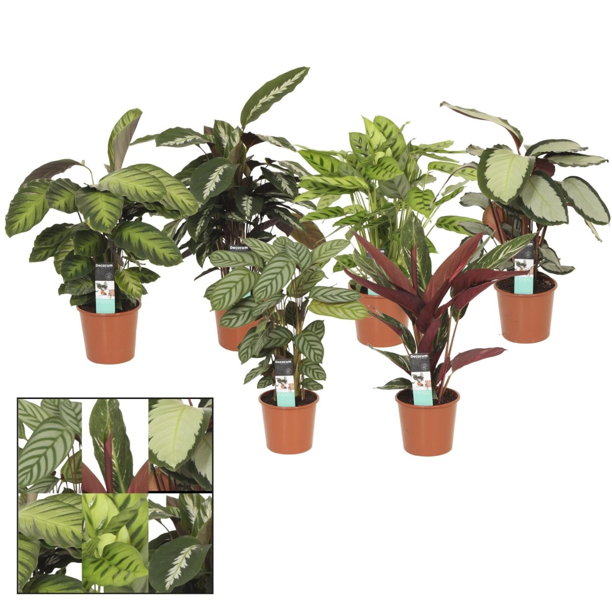 Калатея микс d12