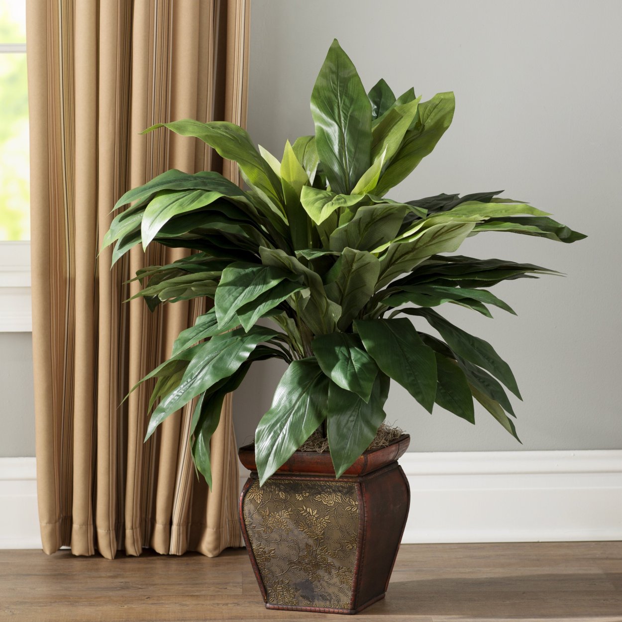 Cordyline House Plant