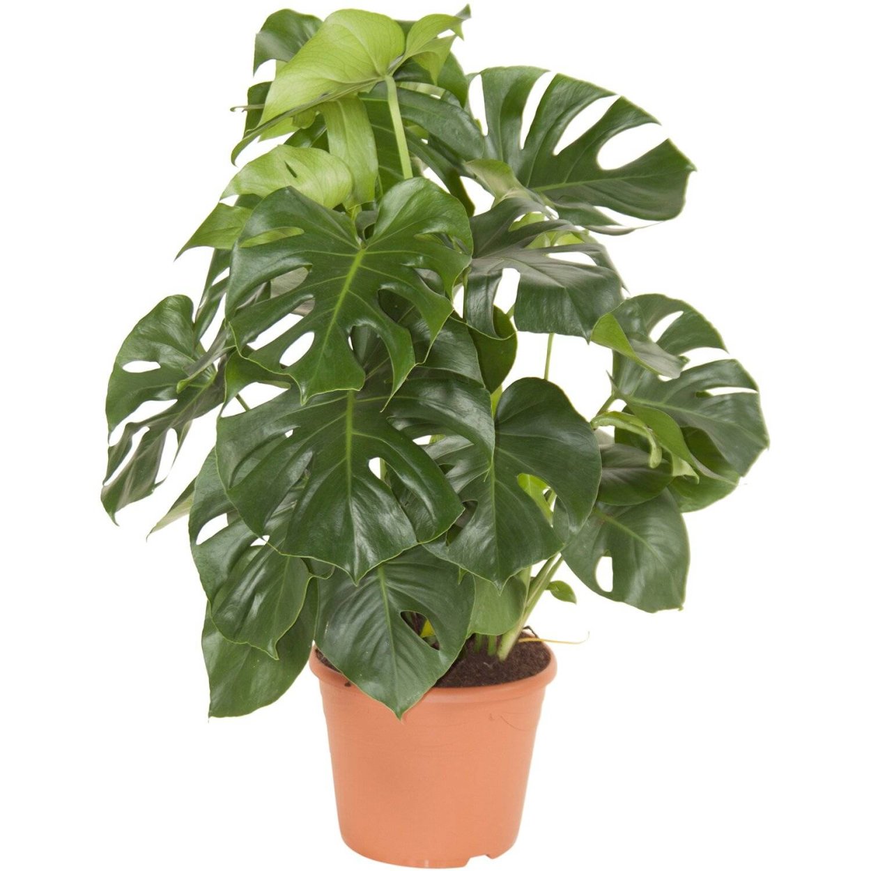 Монстера Пертусум