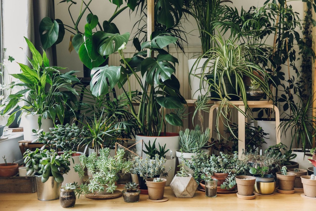 Urban Jungle Plants for sale