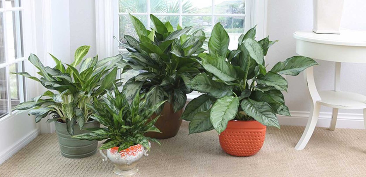 Аглаонема Мария 13/30