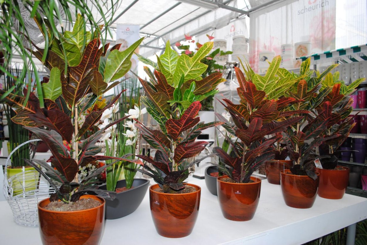 Нецветущие комнатные растения