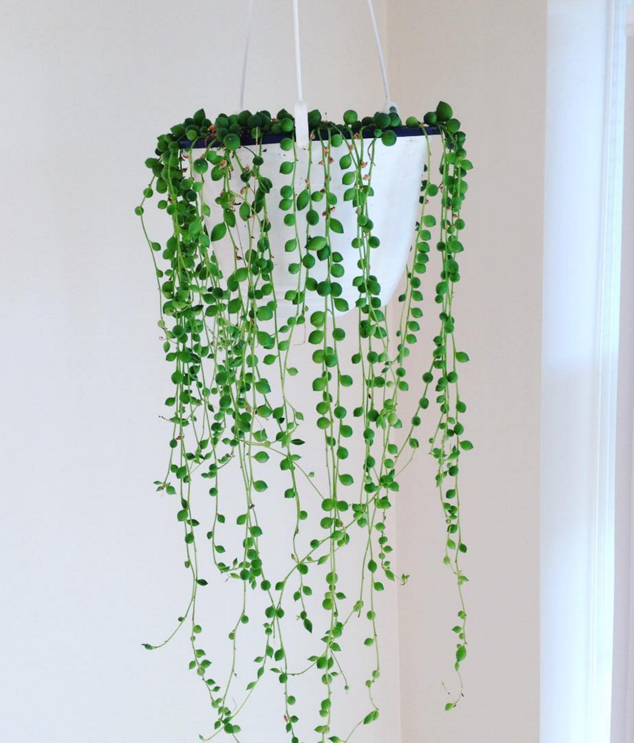 Маленькие свисающие растения