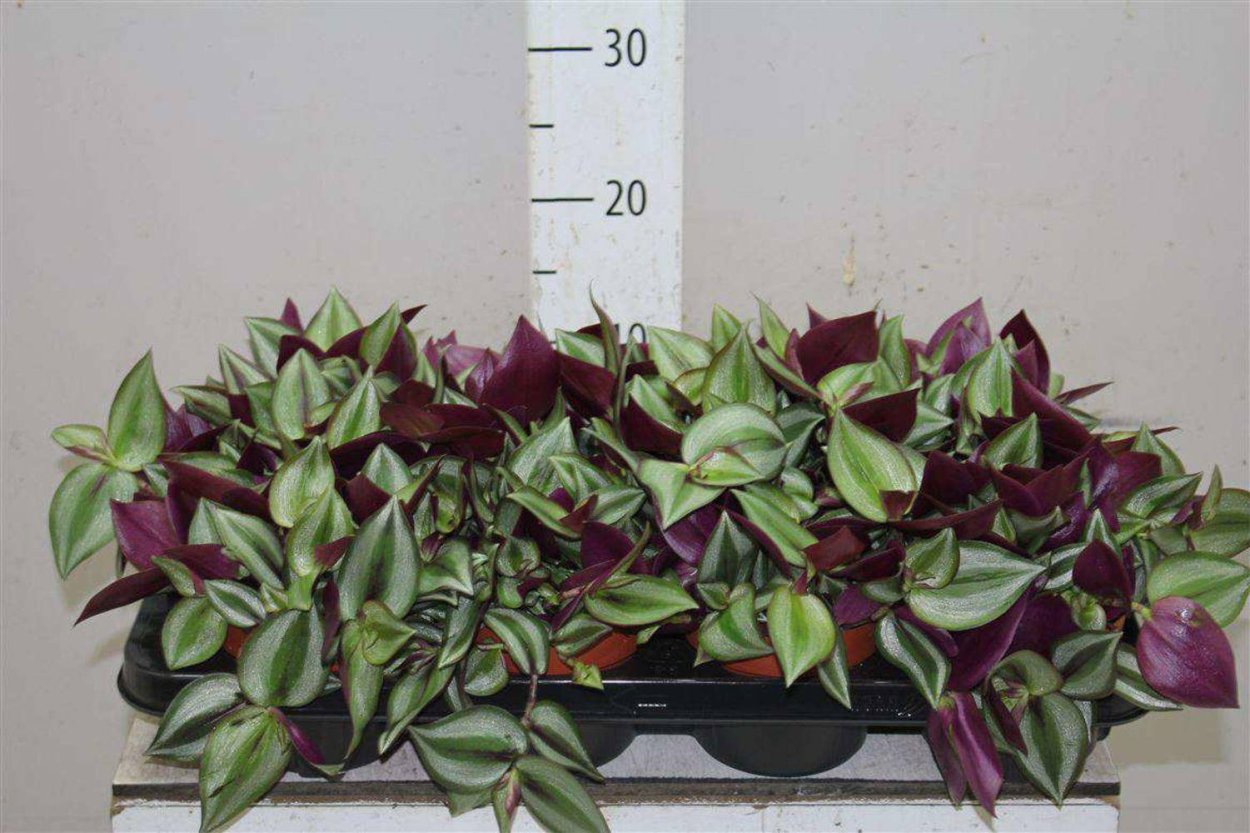 Традесканция разрослась