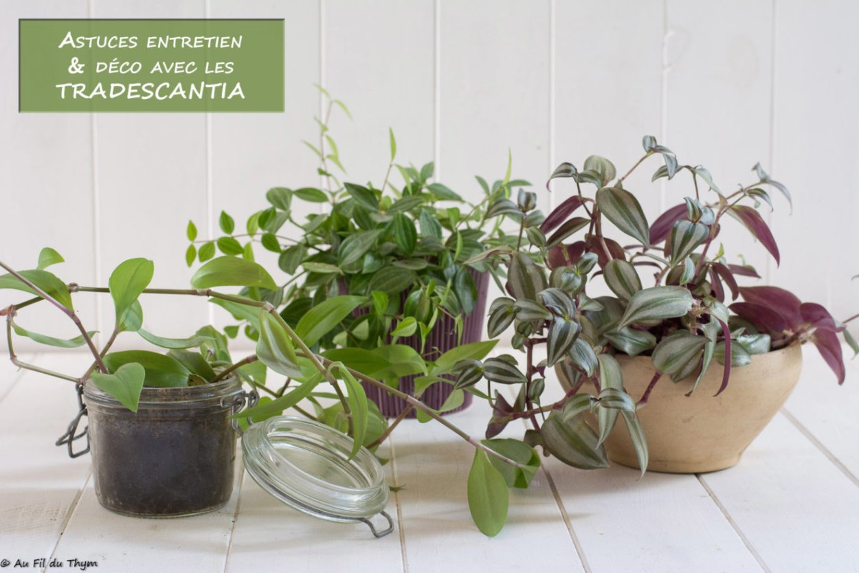 Традесканция бледная в горшке