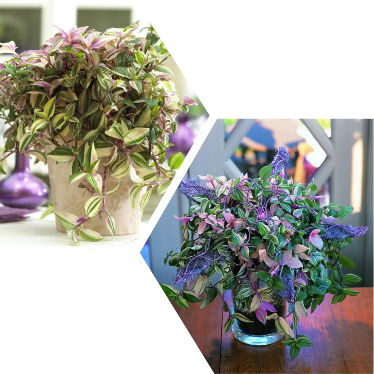 Орхидея традесканция