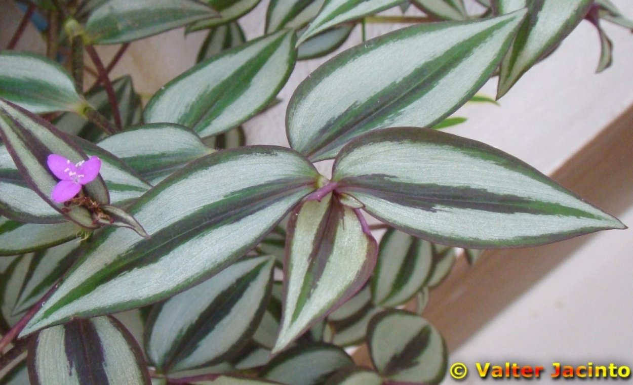 Традесканция зебрина Сильвер