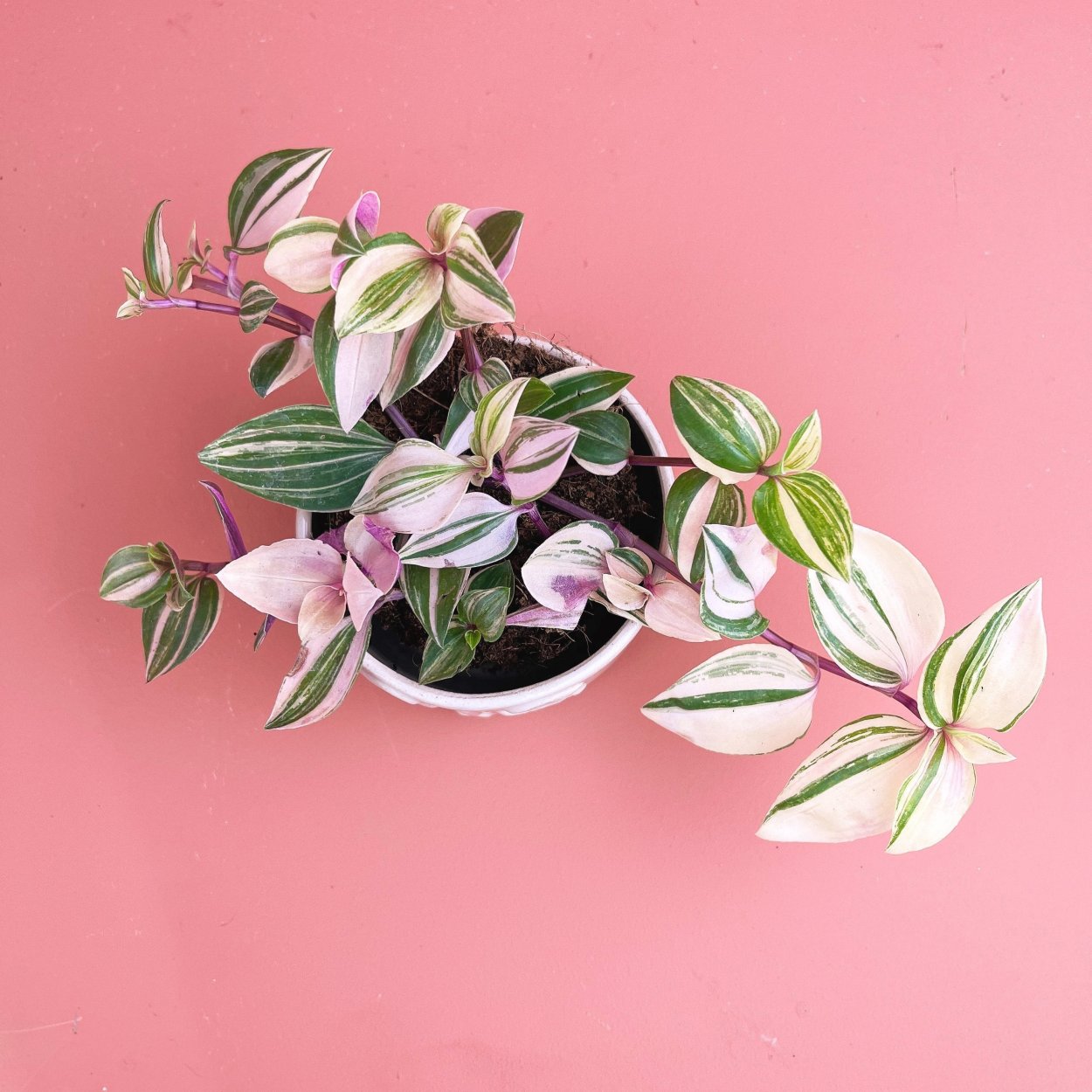 Традесканция хамелеон