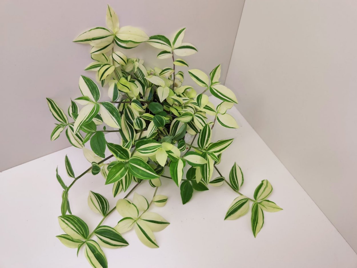 Традесканция Еллоу Хилл