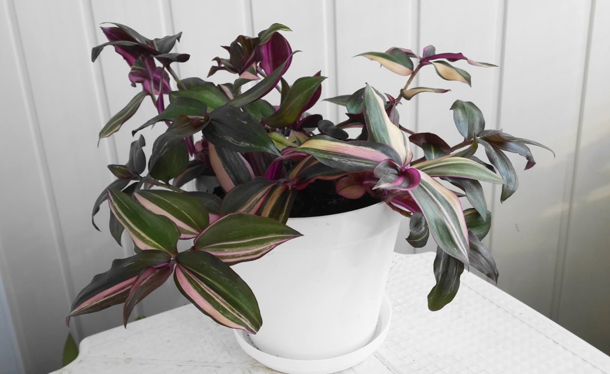 Традесканция дарк Грин