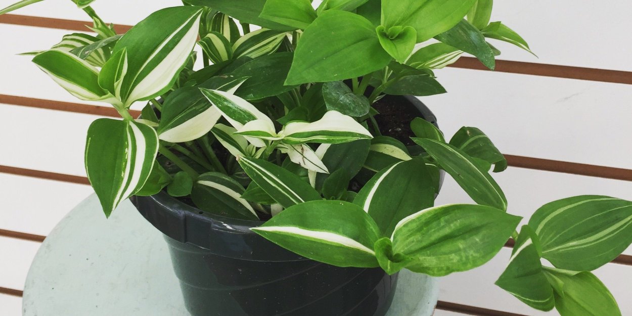 Традесканция Элеганс