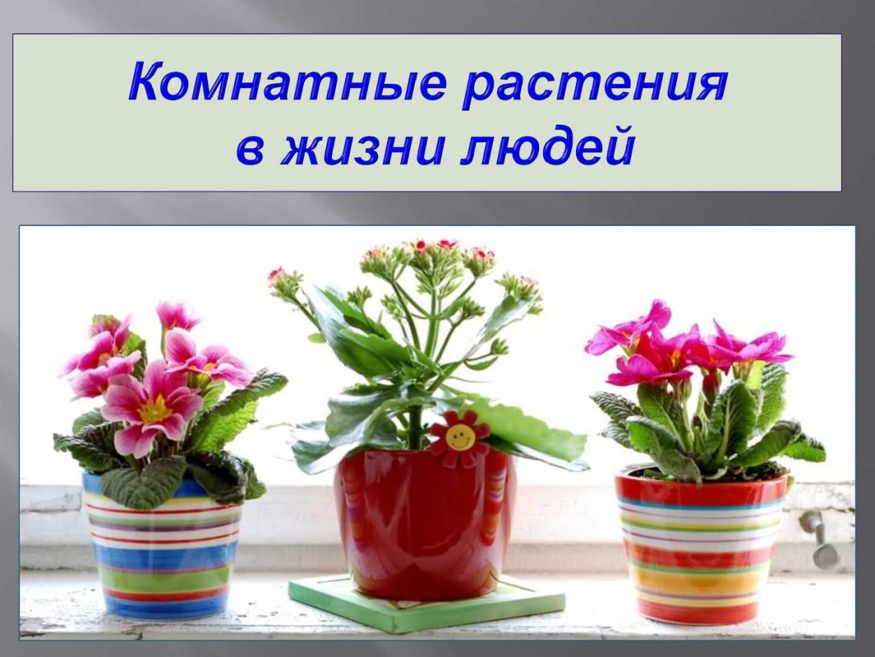 Маленькие цветущие комнатные растения