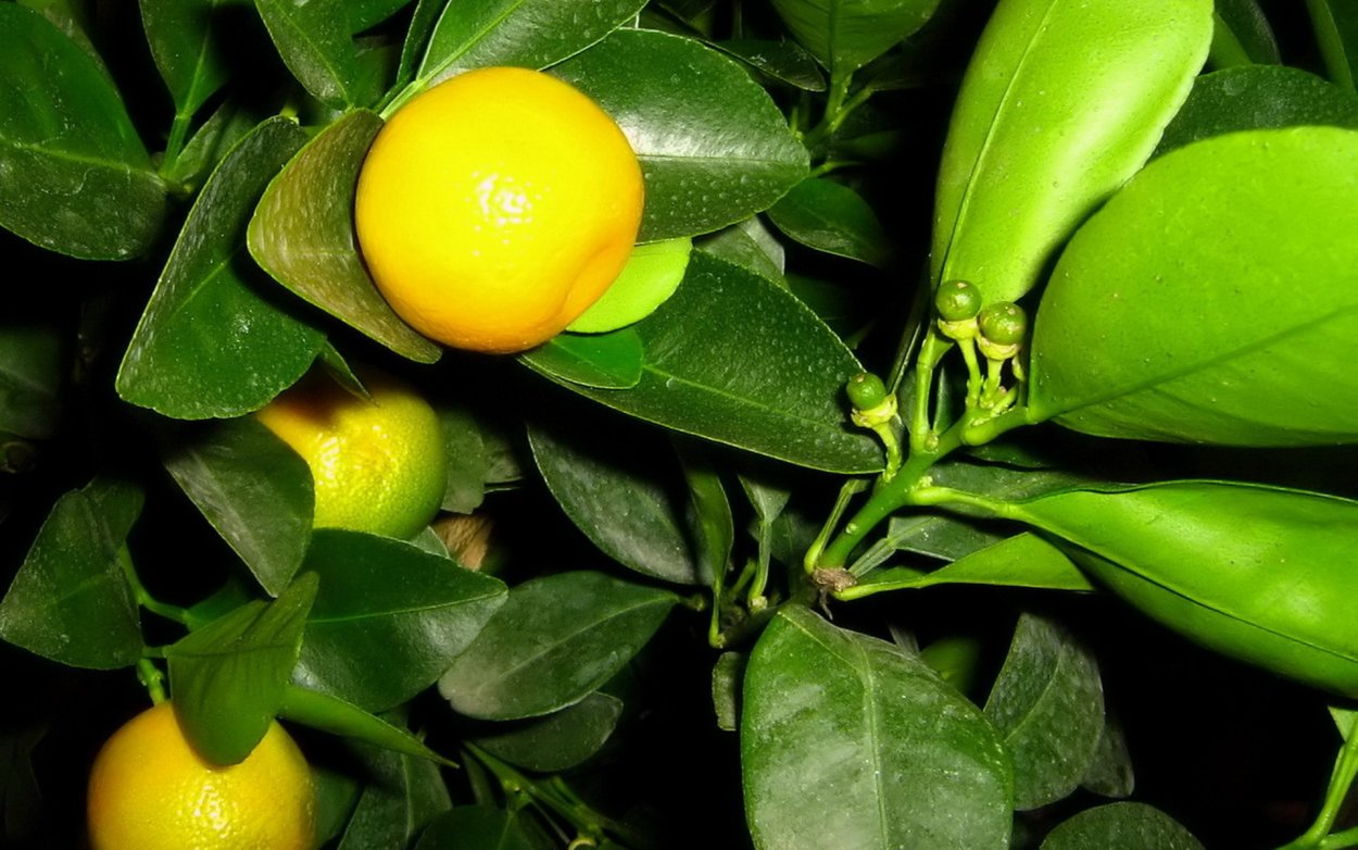 Лимонник комнатное растение