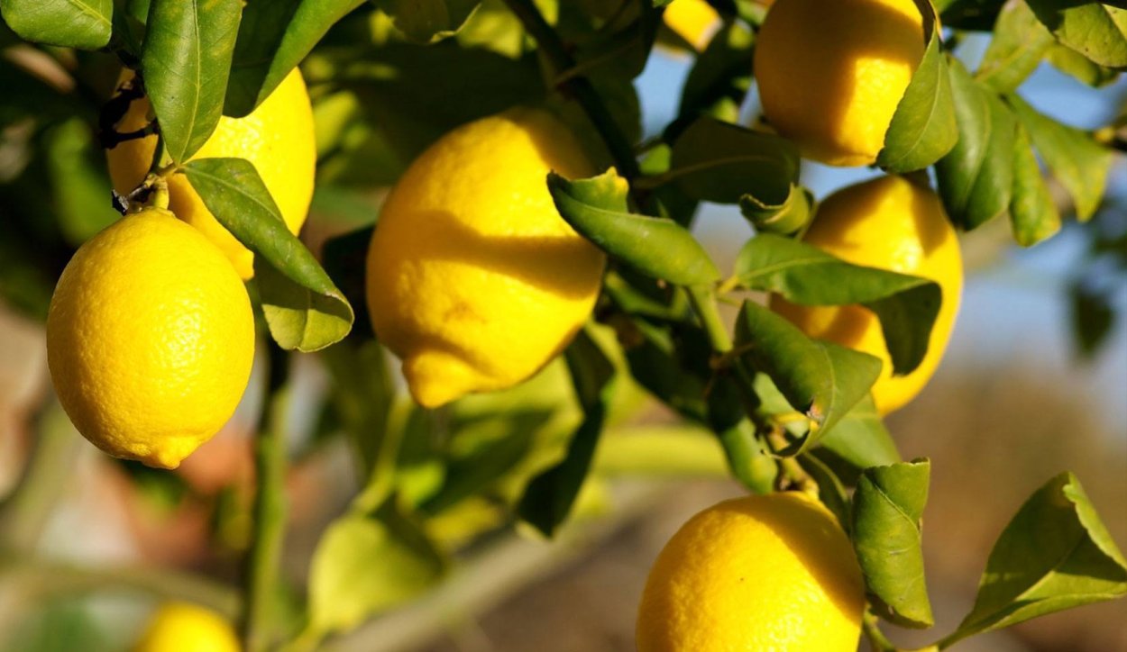 Lemon Citrus Limon Италия