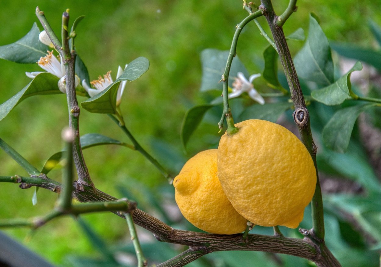 Лимо̀н – Citrus × Limon дерево