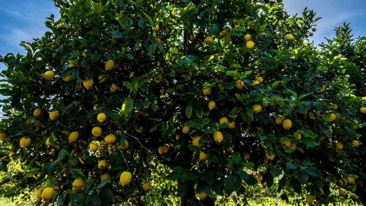 Citrus Limon