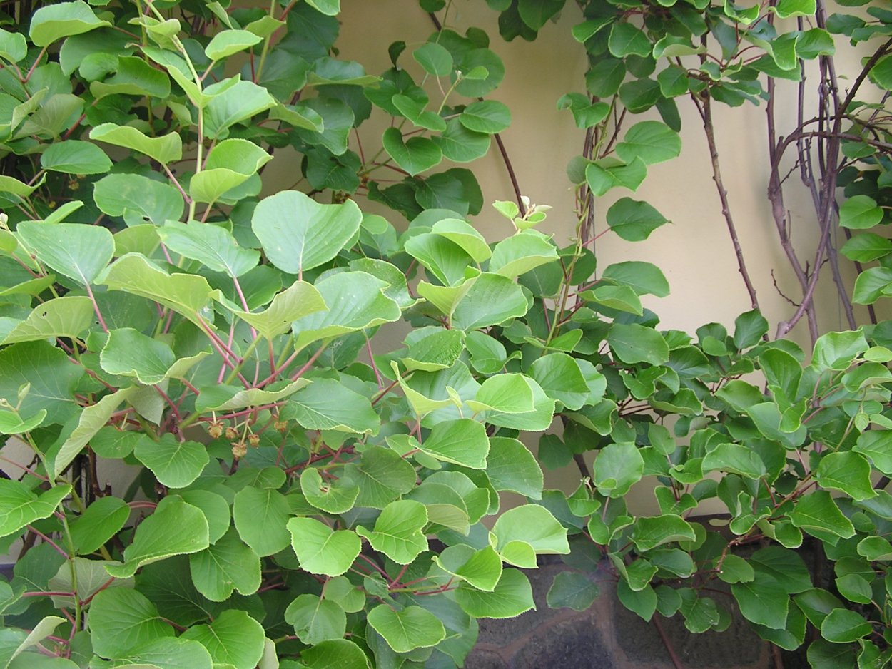 Actinidia chinensis Planch