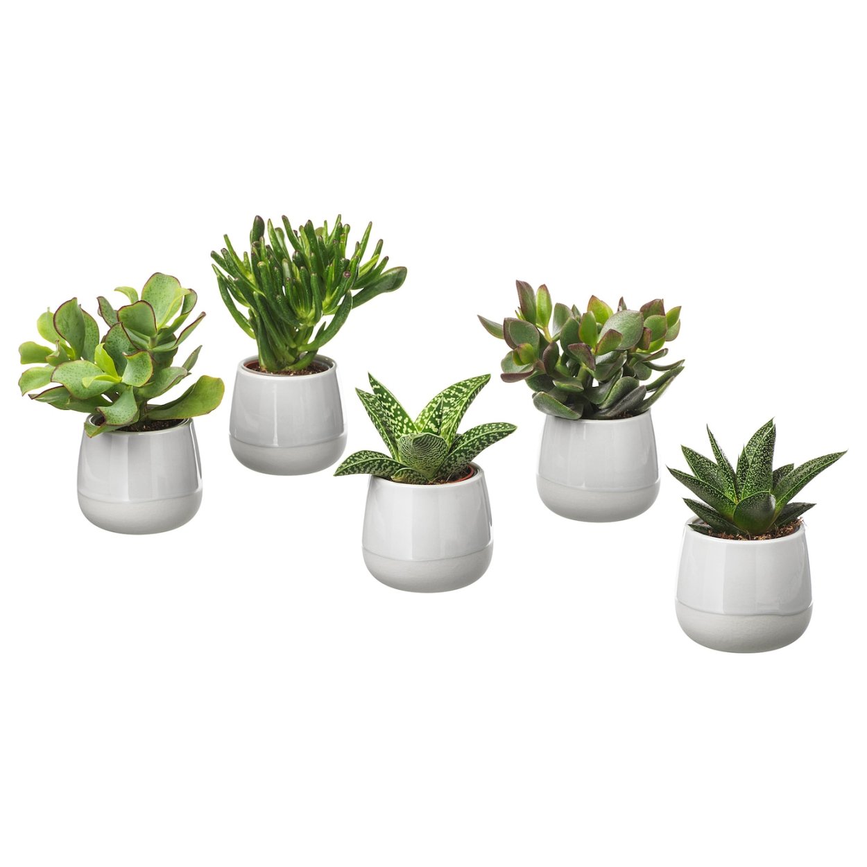 Суккуленты ikea