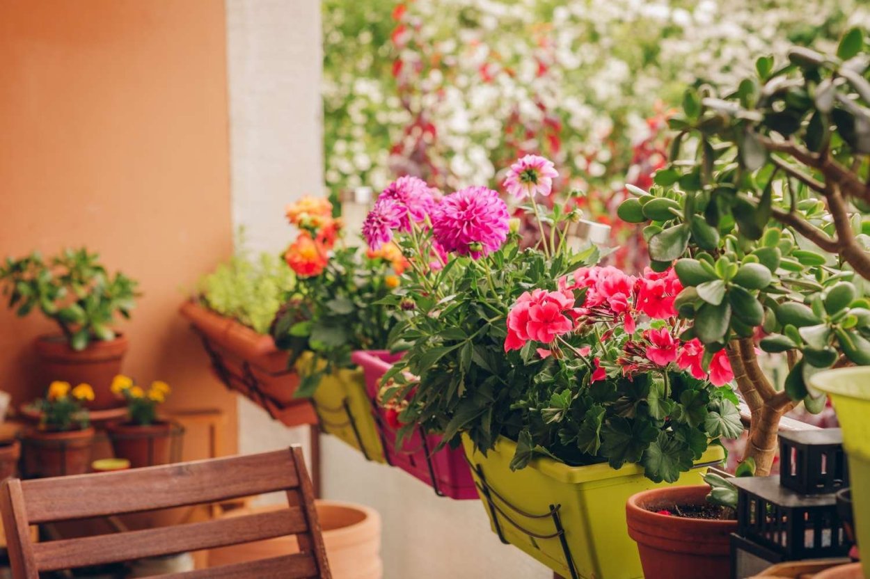 Flower in Pot on Shine