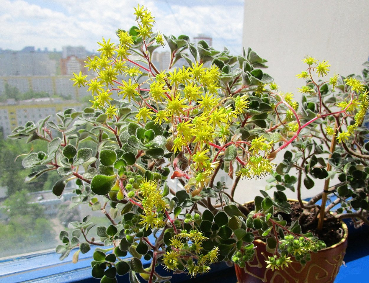 Аихризон Бетанкура