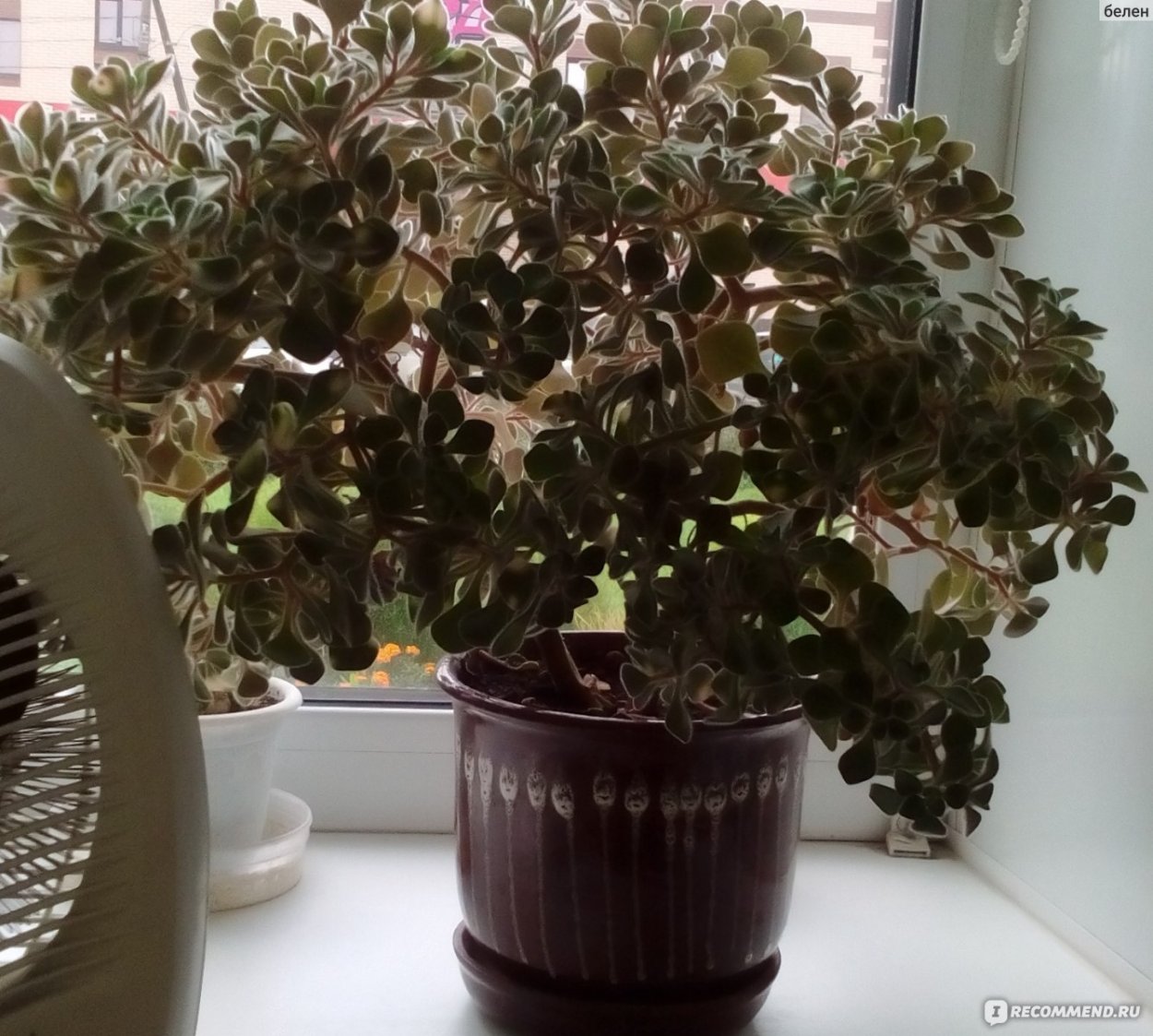 Аихризон Calathea Хойя