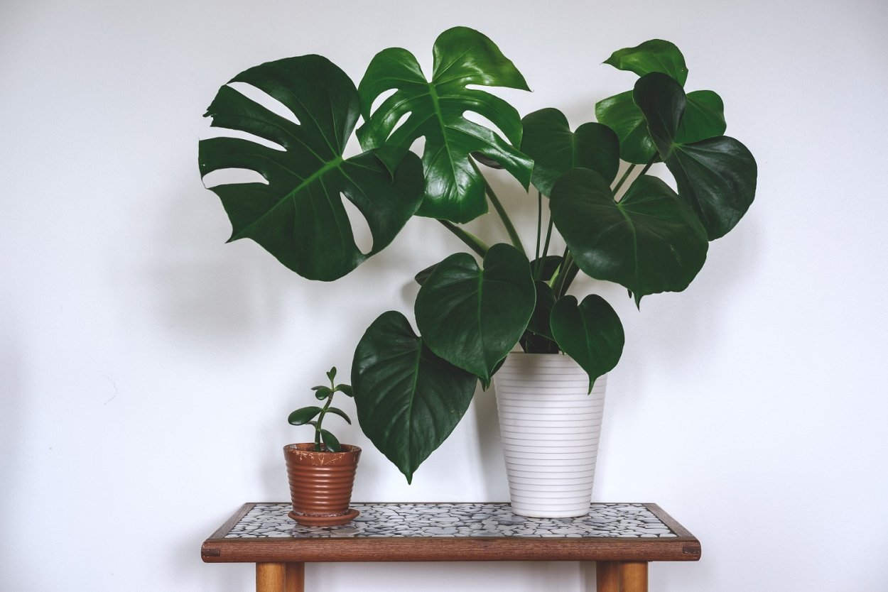 Монстера деликатесная (Monstera deliciosa)