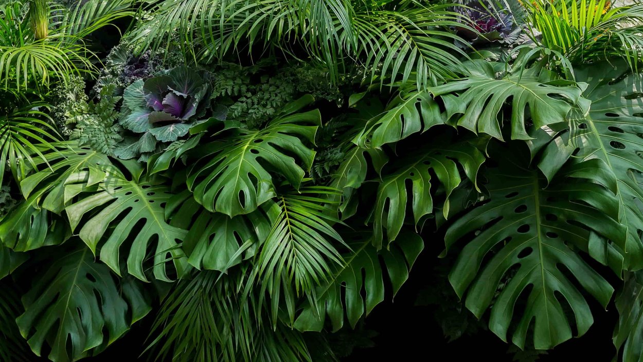 Комнатные тропические растения