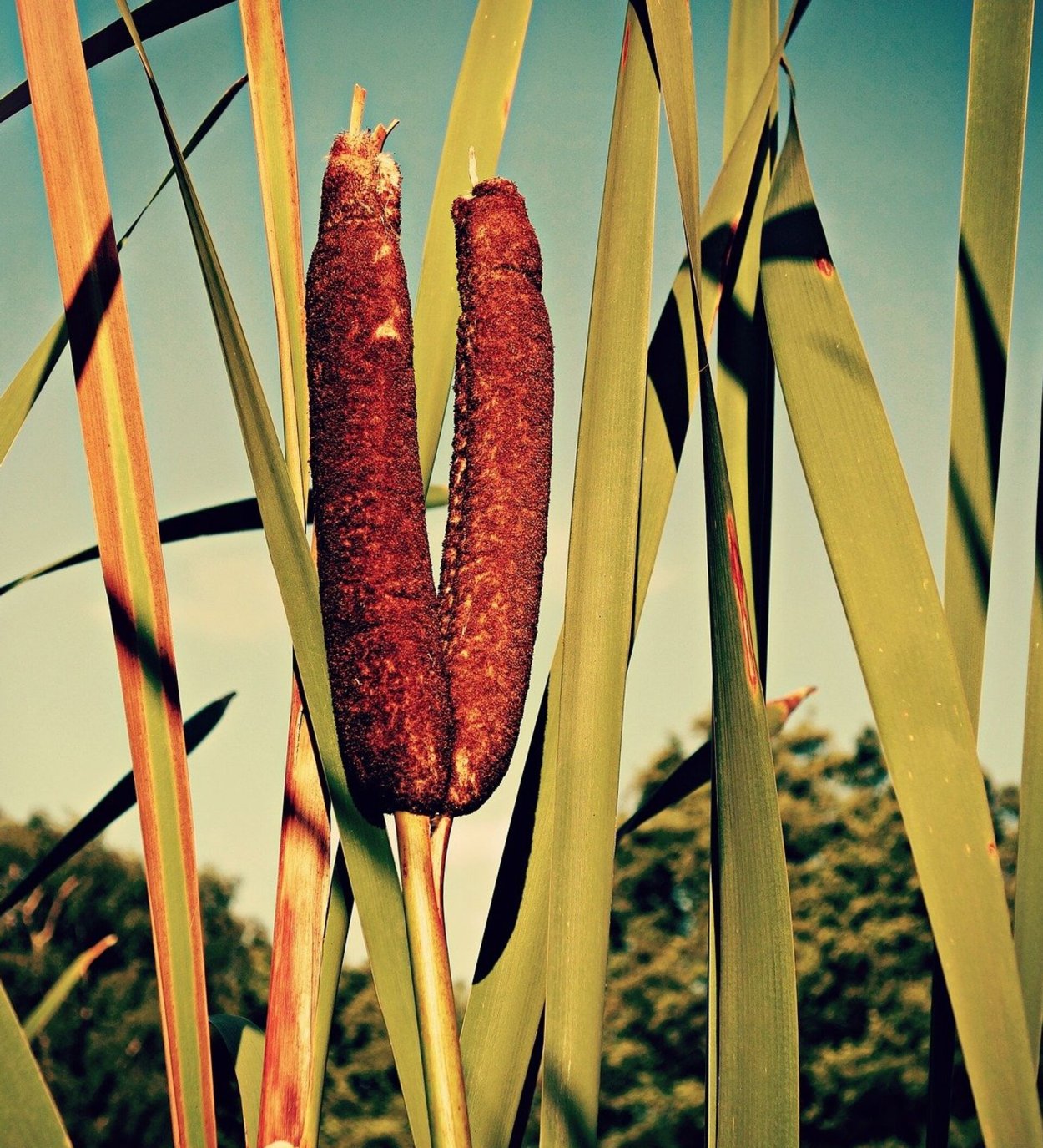 Рогоз приметы