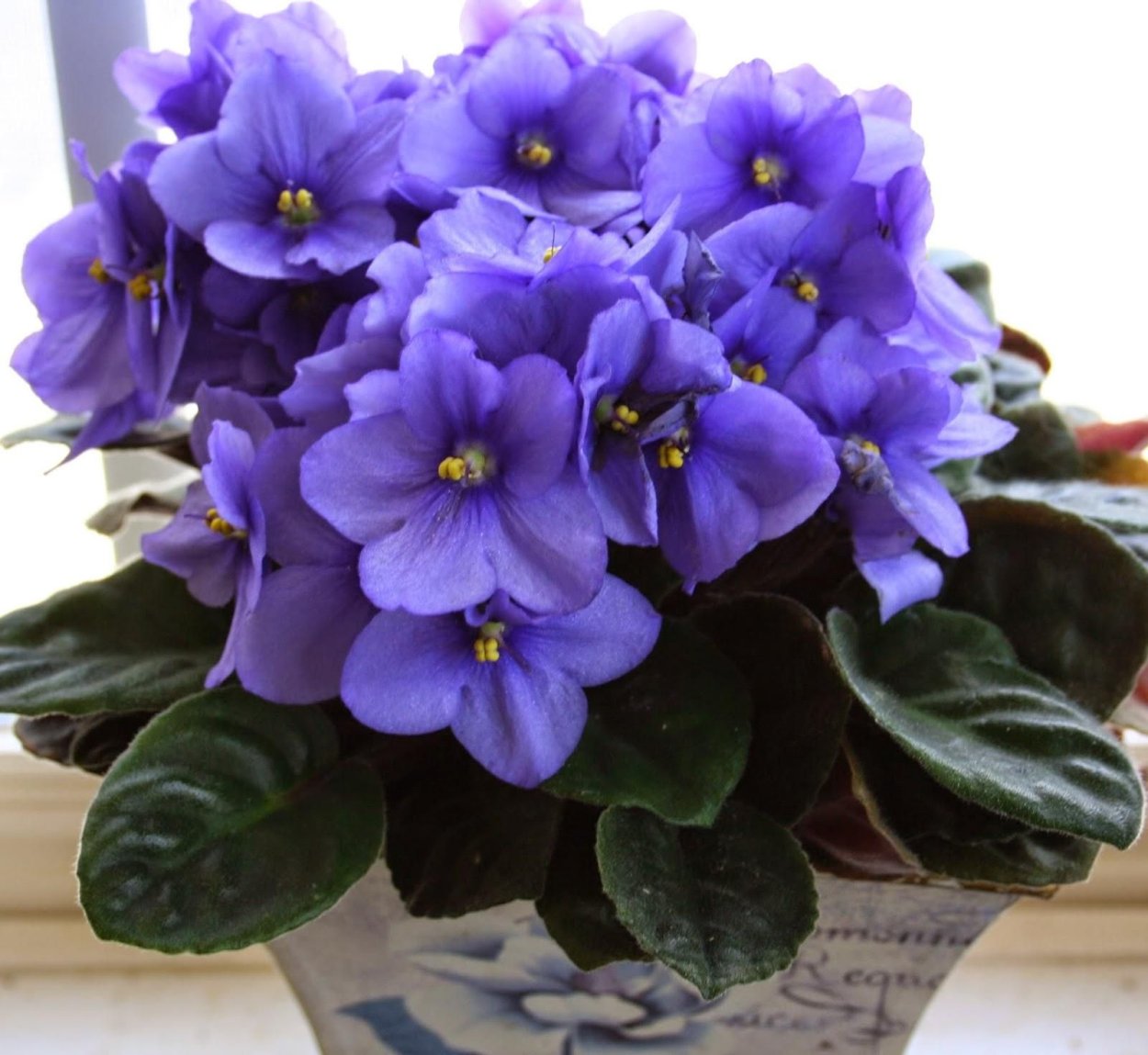 Saintpaulia ionantha