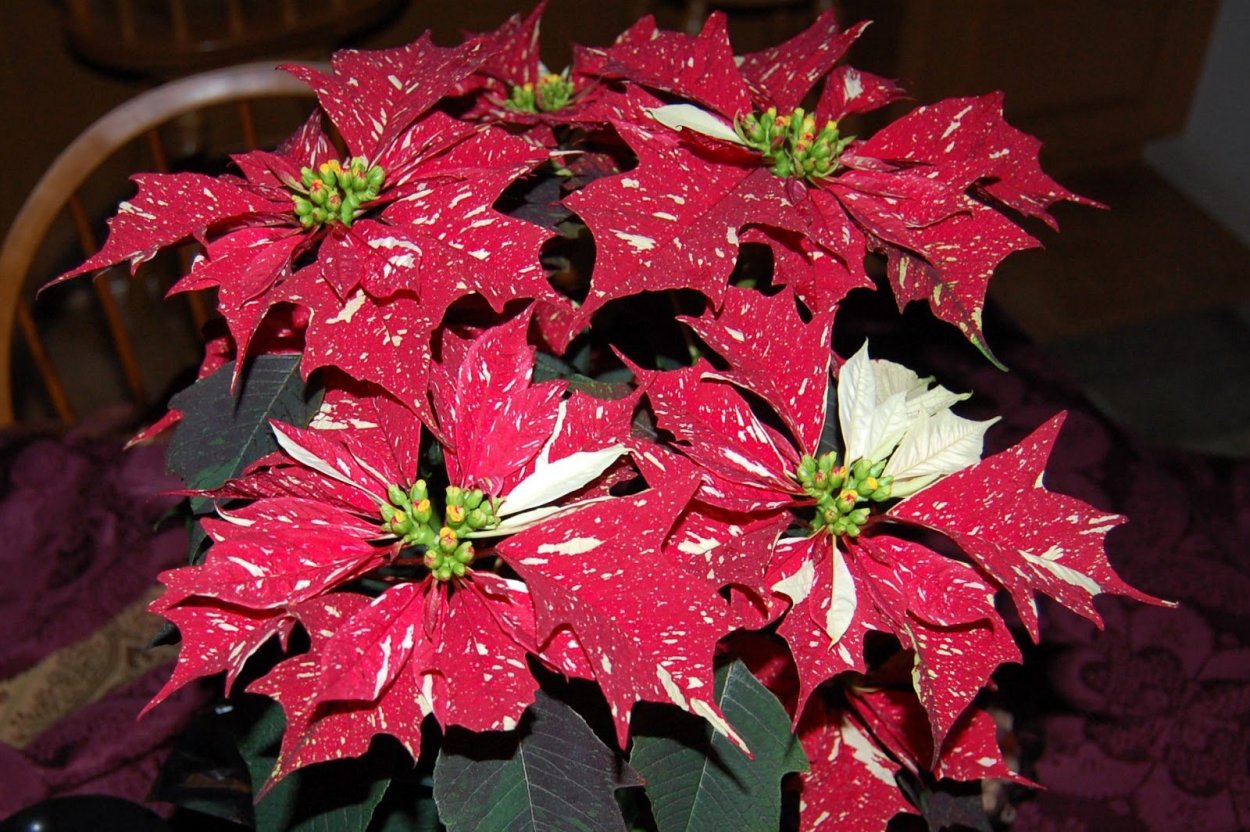 Пуансеттия Euphorbia pulcherrima