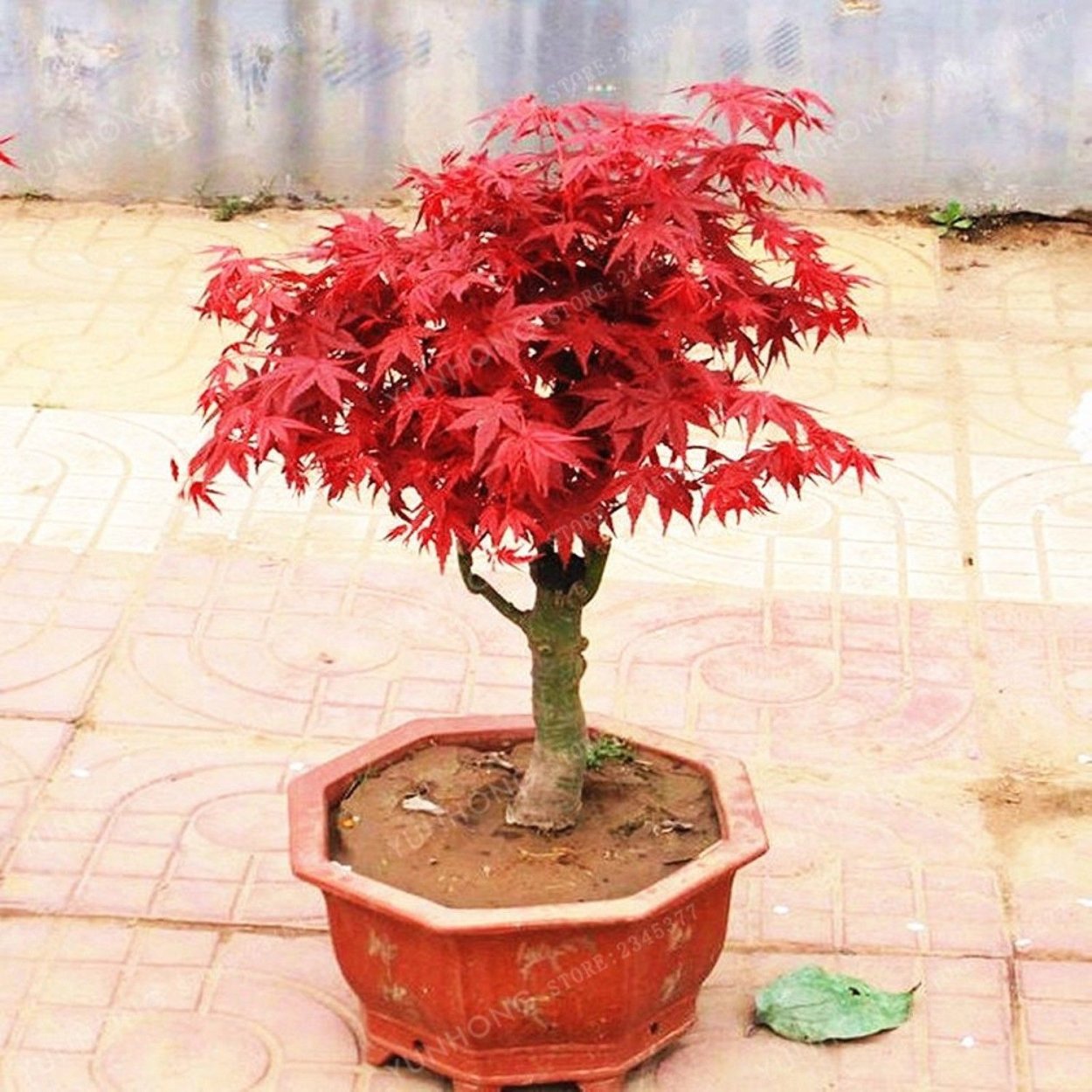 Acer palmatum Atropurpureum бонсай