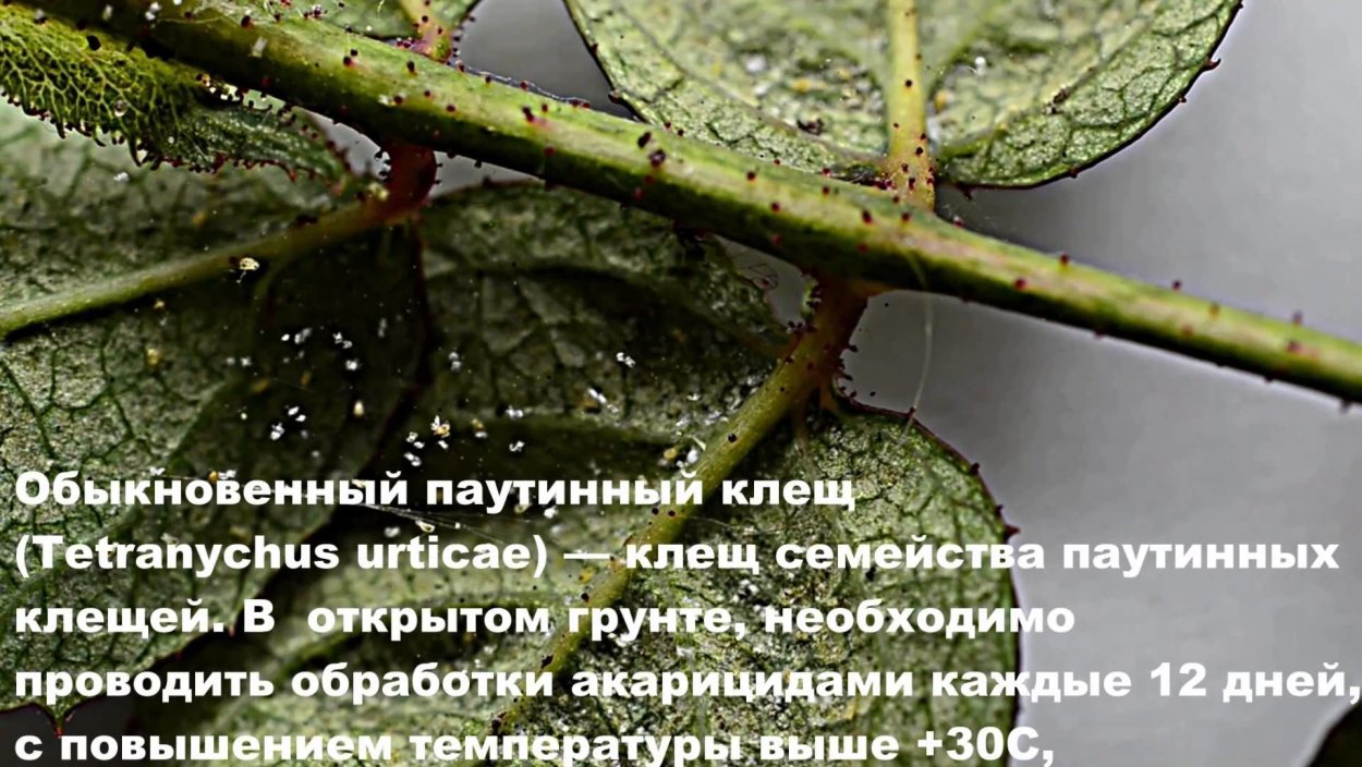 Паутинный клещ