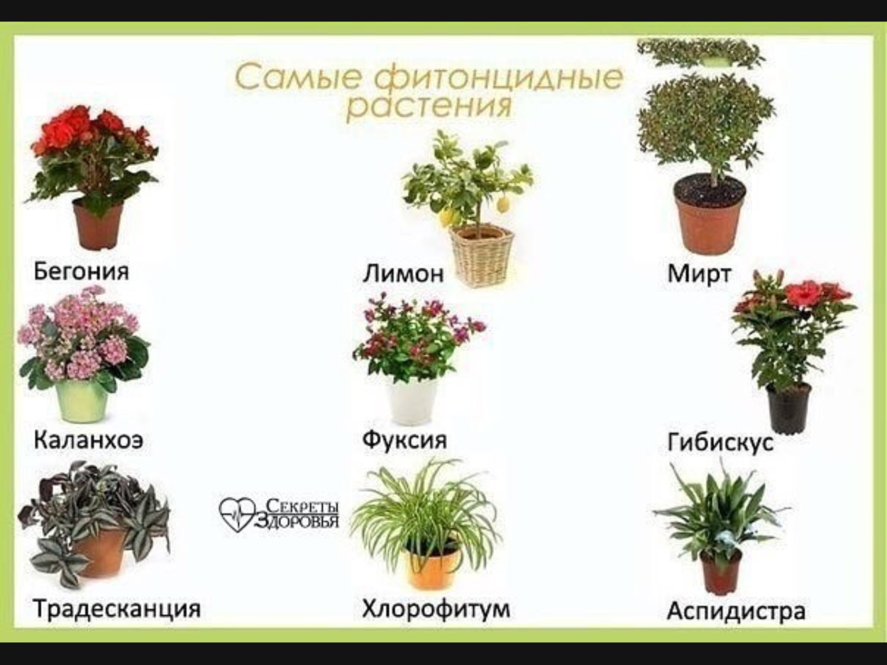 Полезные комнатные цветы