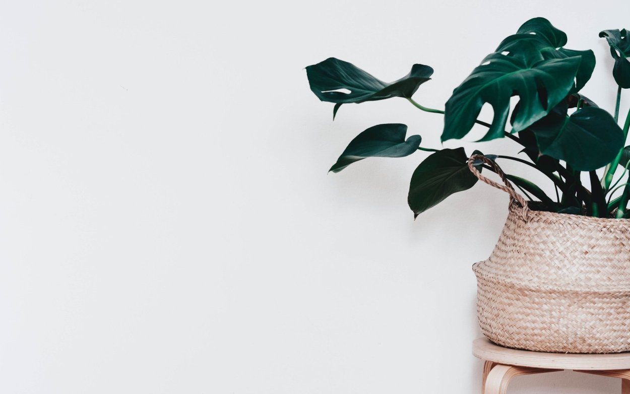 Монстера houseplants