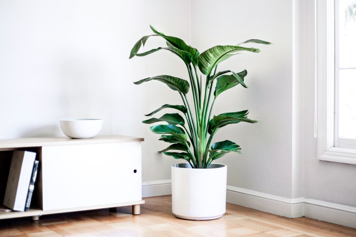 Indoor Potted Plant delivery